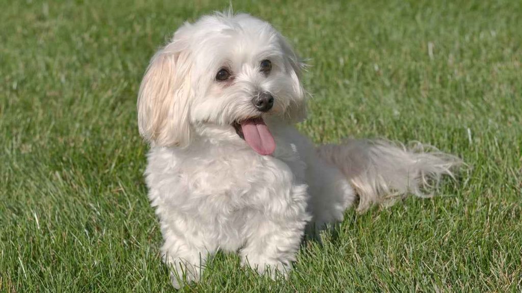 Xoloitzcuintli: O Cão Pelão Mexicano e suas Vantagens - inspiração 1