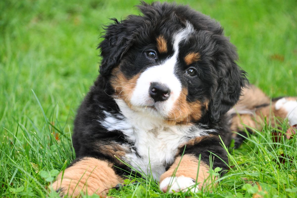 Soft Coated Wheaten Terrier: Alegria Contagiante e Pelo Macio - inspiração 1