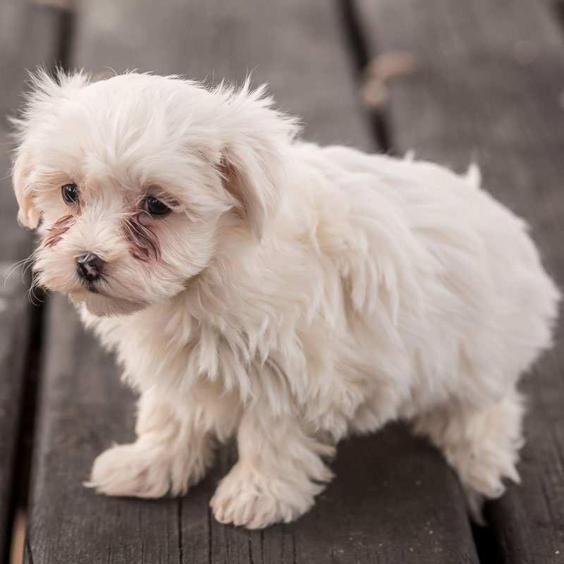 Soft Coated Wheaten Terrier: Alegria Contagiante e Pelo Macio - inspiração 2
