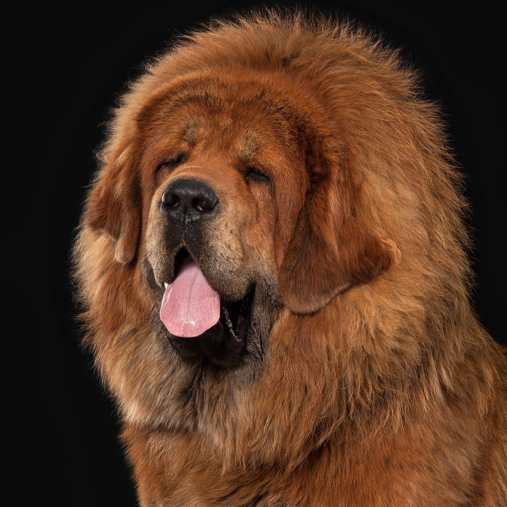 O Charme Exótico do Cão da Serra da Estrela: Um Gigante Protetor - inspiração 1