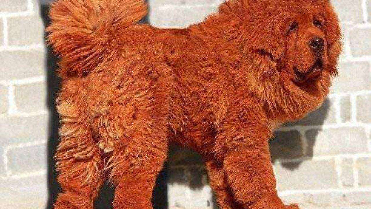 A Elegância Silenciosa do Azawakh: O Galgo Africano Pouco Visto - inspiração 1