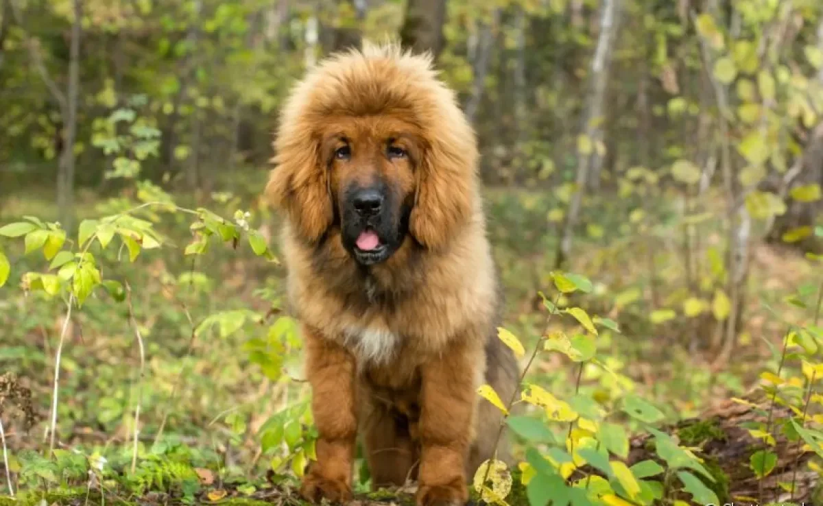 Temperamento Dócil e História Ancestral: Conheça o Kyi Leo - inspiração 1