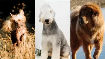 Temperamento Dócil e História Ancestral: Conheça o Kyi Leo - inspiração 2