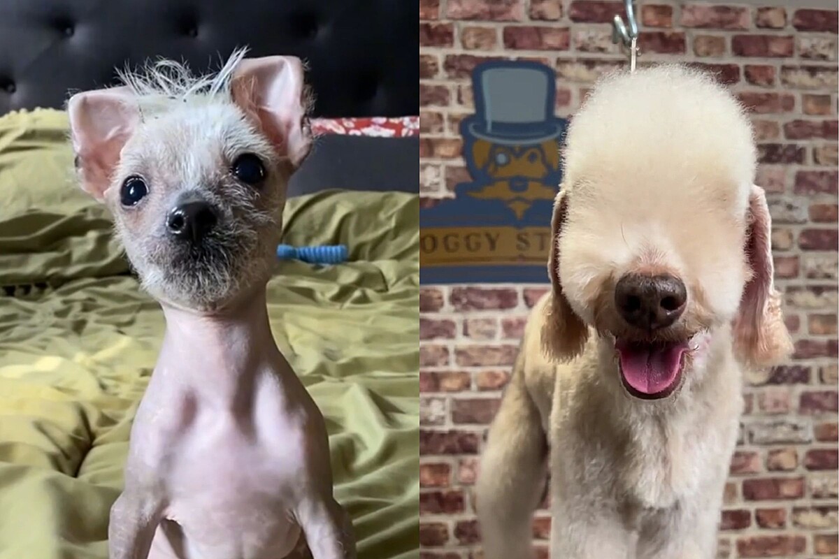 O Pequeno Grande Guerreiro: O Terrier Brasileiro em Destaque - inspiração 1