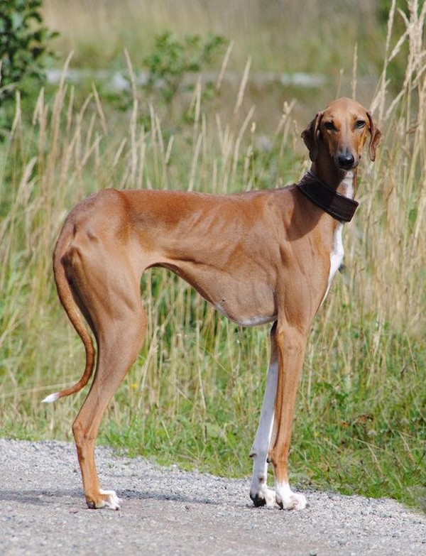 A Nobreza do Cão Lobo Tchecoslovaco: Uma Aparência Selvagem, Coração Leal - inspiração 2