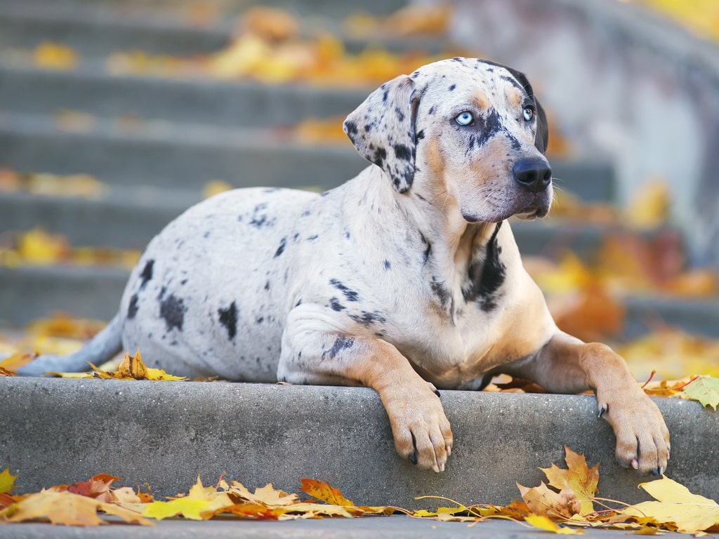 O Pastor Finlandês da Lapônia: Companhia Inteligente e Peluda - inspiração 1