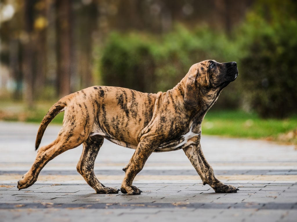 A Fofura Única do Coton de Tuléar: O Algodão Que Anda - inspiração 1