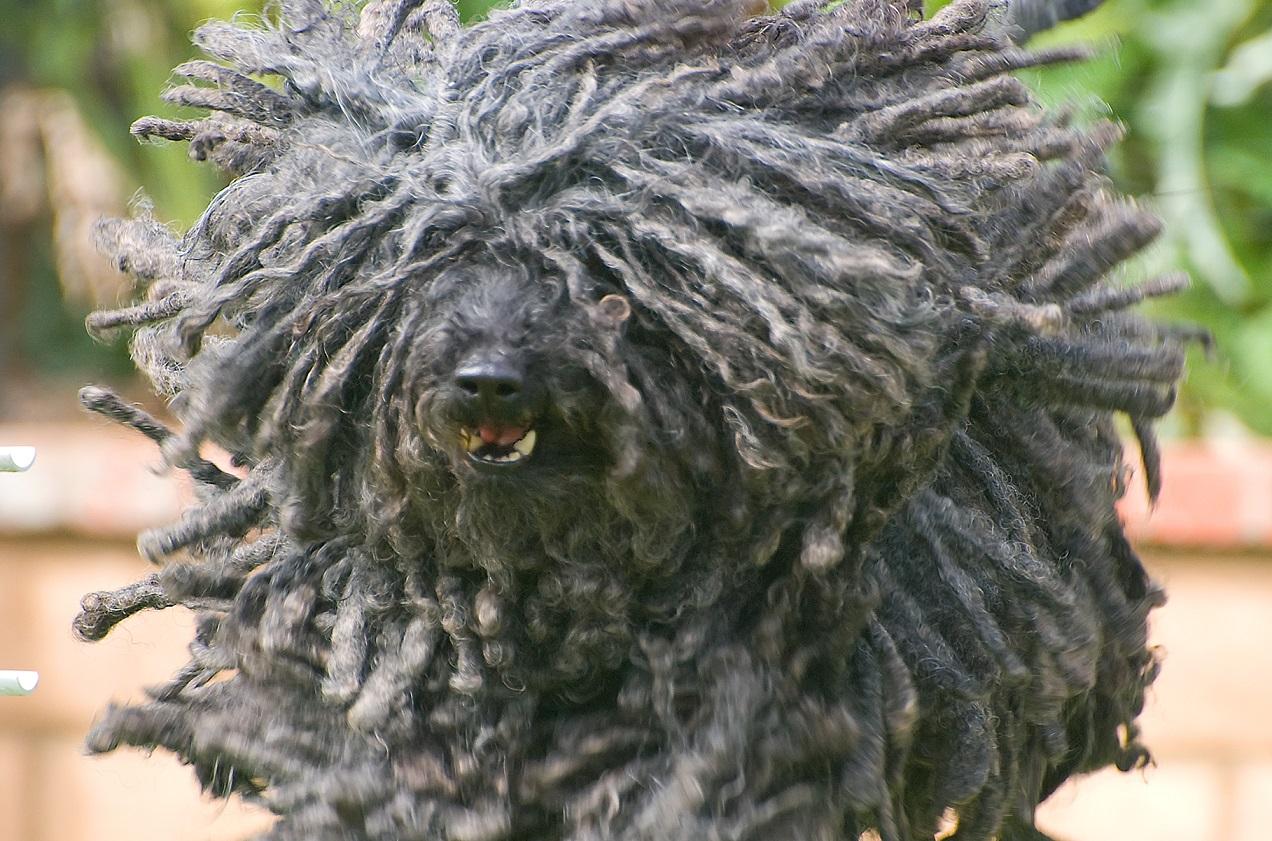 O Instinto de Caça do Podengo Ibicenco: Um Velho Conhecido Português - inspiração 1