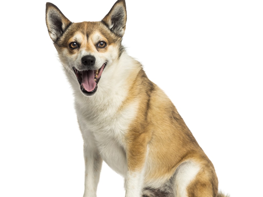 A Agilidade Surpreendente do Hovawart: O Guardião Multifuncional - inspiração 1