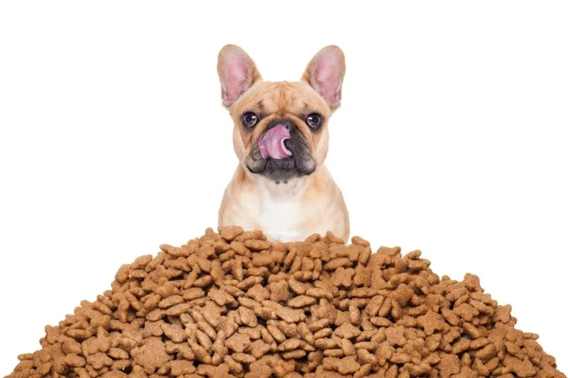 Grain-Free vs. Com Grãos: Qual a Melhor Opção para Seu Pet? - inspiração 1