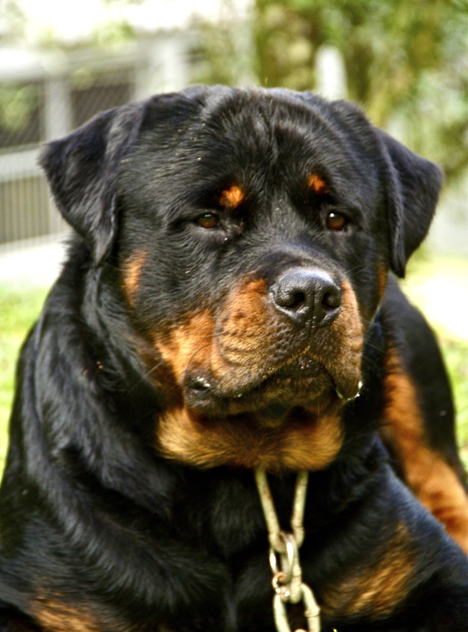 O Que Define um Rottweiler Cabeça de Touro? - inspiração 1