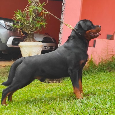 Dicas Práticas para Novos Proprietários - inspiração 1