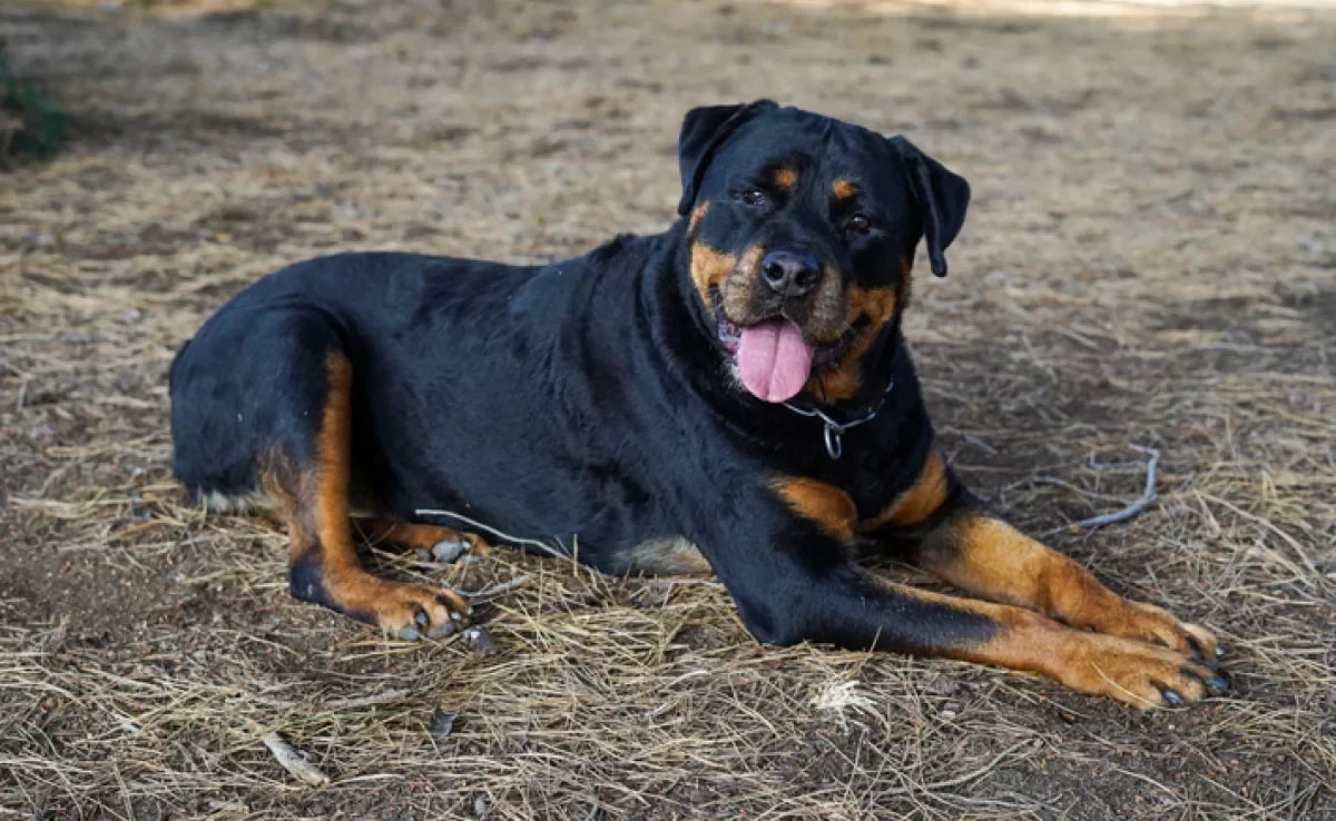 Dicas Práticas para Novos Proprietários - inspiração 2