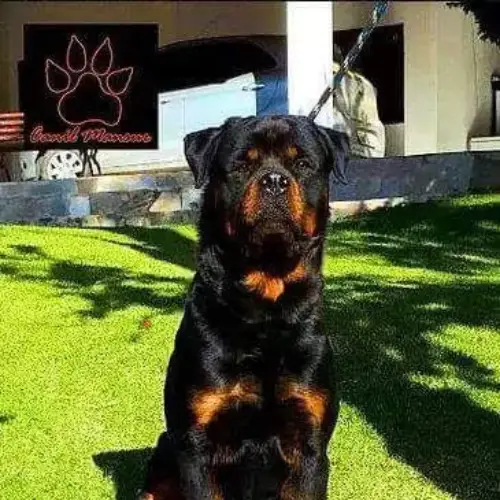 História e Origem do Rottweiler - inspiração 1