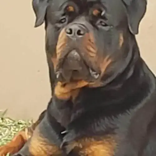Saúde e Cuidados Essenciais para o Seu Rottweiler - inspiração 2