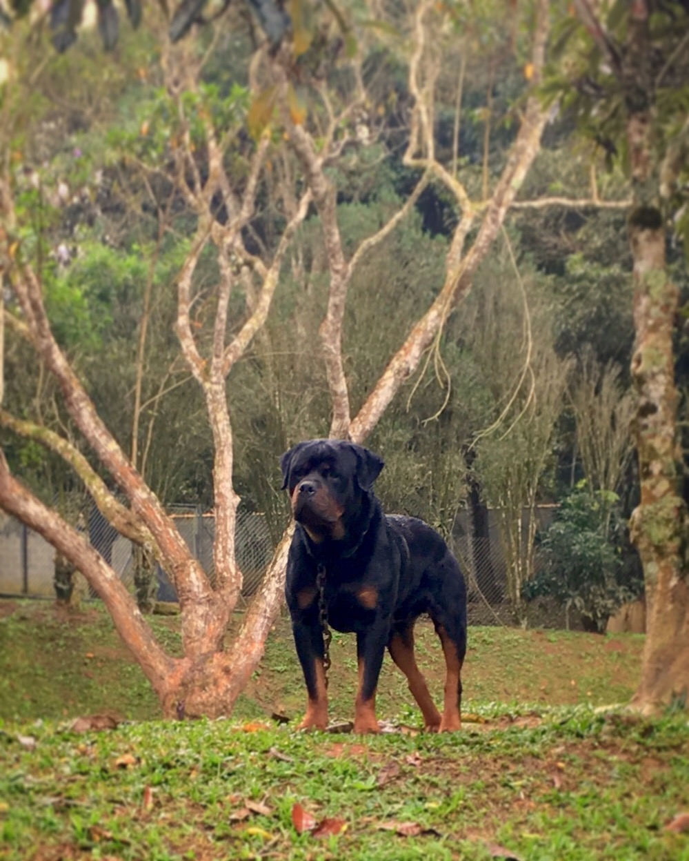 O Rottweiler Cabeça de Touro Como Companheiro Familiar - inspiração 1