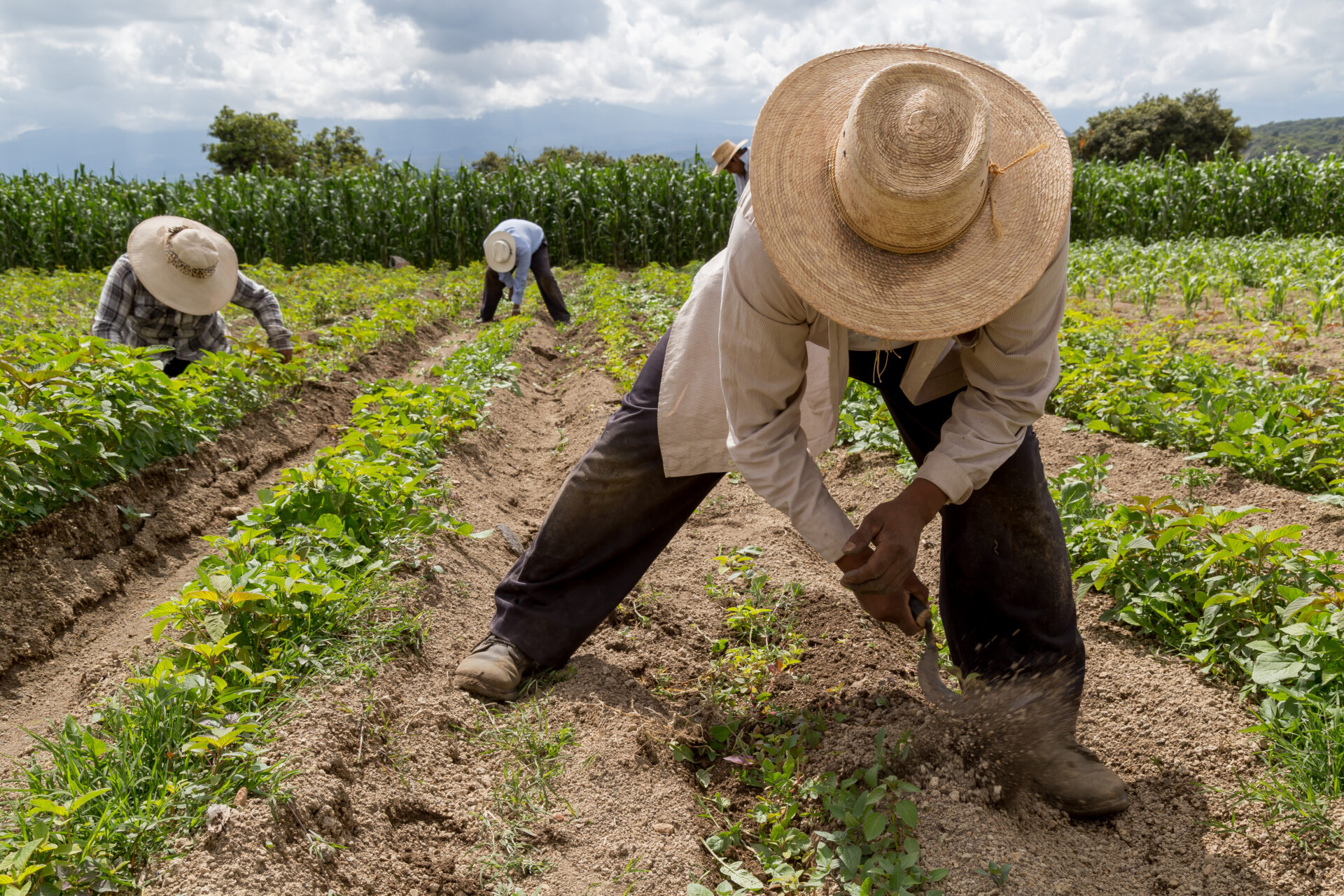 Ergonomia no Trabalho Rural: Movimentos Certos para Evitar Dores - inspiração 1