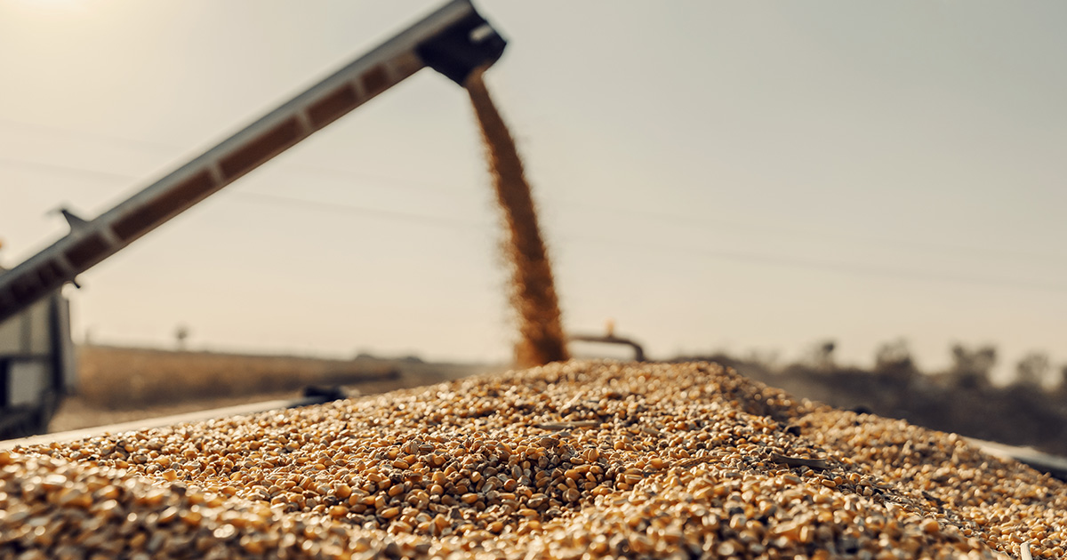 Erros Comuns na Secagem de Grãos (e Como Evitá-los para Proteger Sua Riqueza)