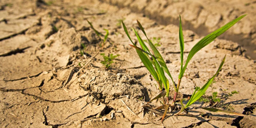 Entendendo os Mecanismos de Cobertura do Seguro Rural - inspiração 1