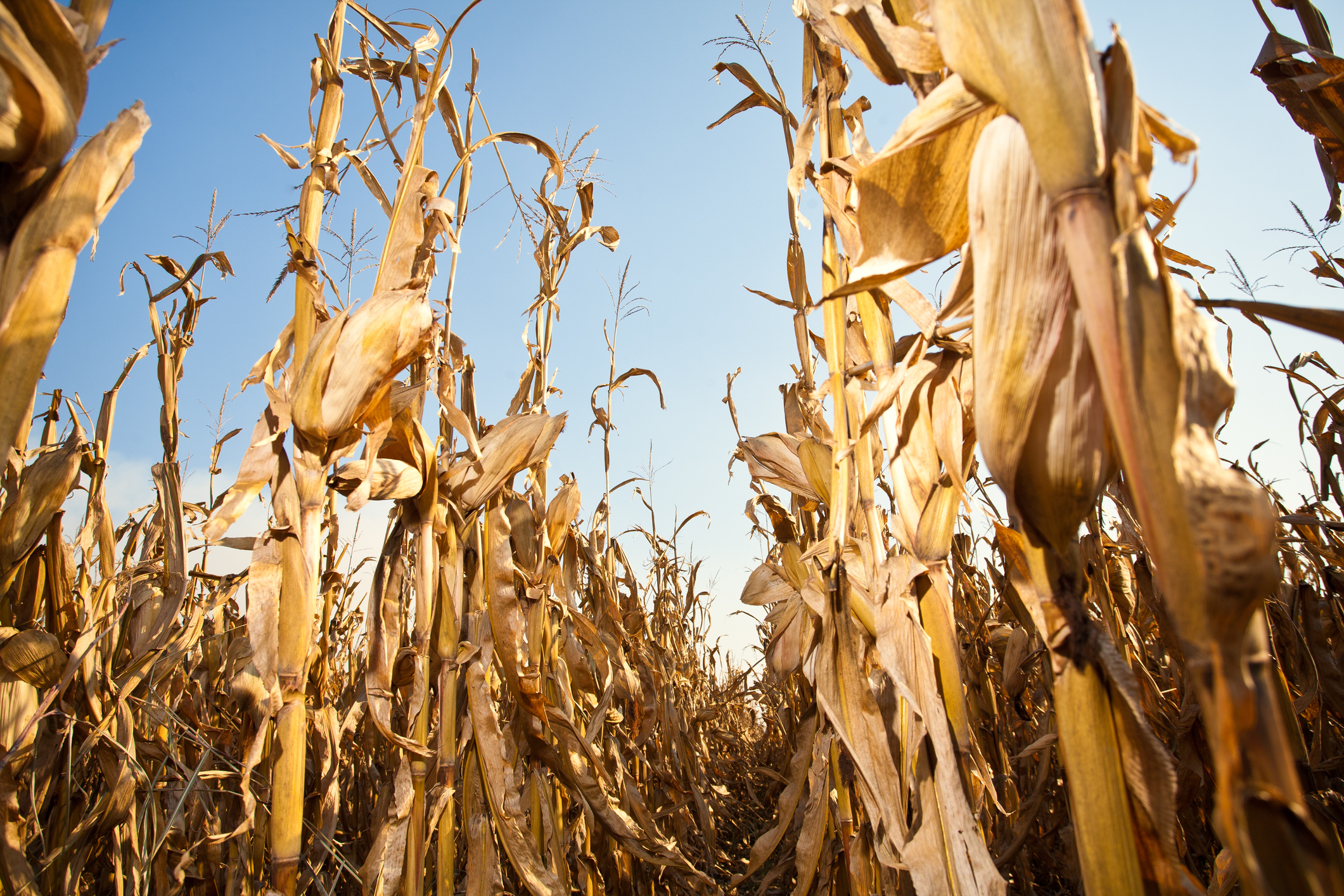 Proteção do Solo e Recuperação da Área Agrícola - inspiração 2