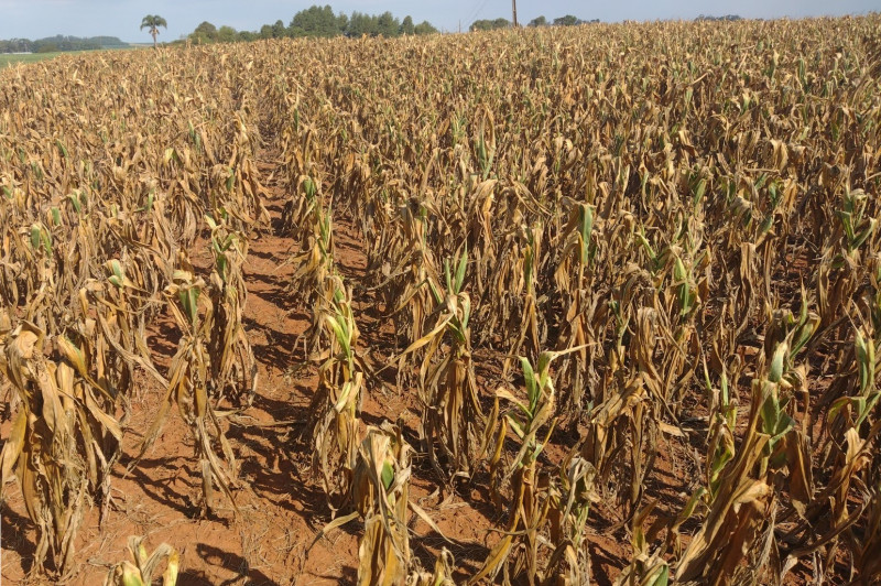 O Papel do Seguro na Continuidade da Sua Atividade Rural - inspiração 1