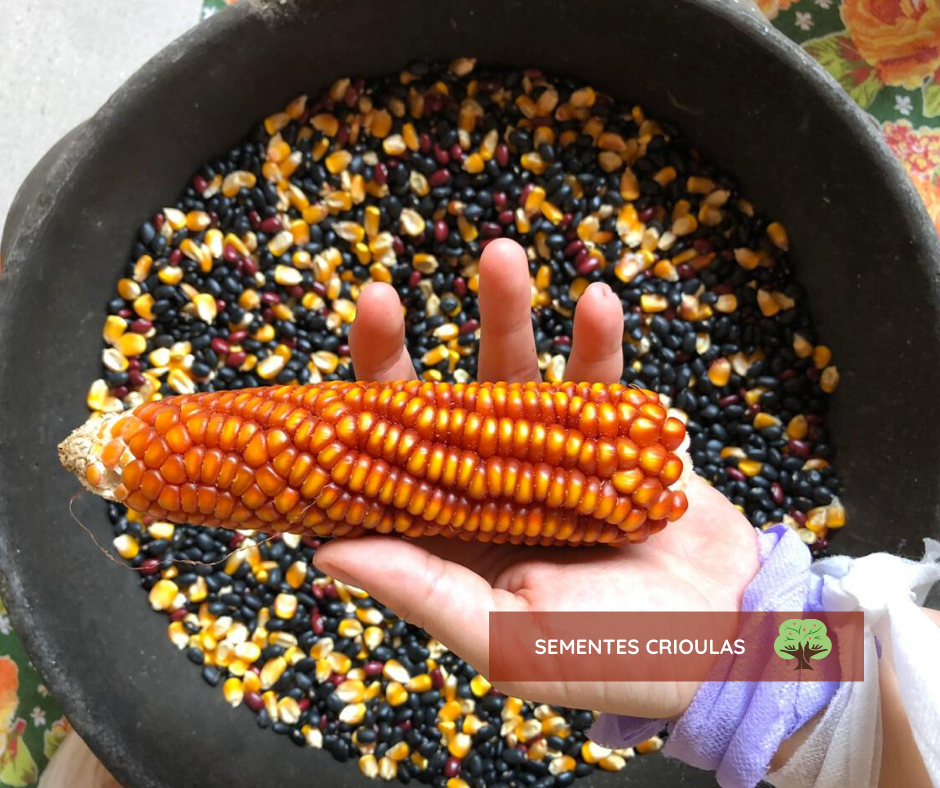 Crioulas na Sua Mesa: Receitas Simples para Começar - inspiração 1