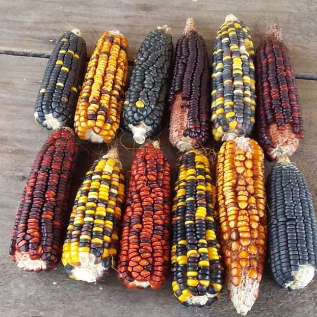 Por Que as Crioulas São Tão Valiosas para a Biodiversidade? - inspiração 2