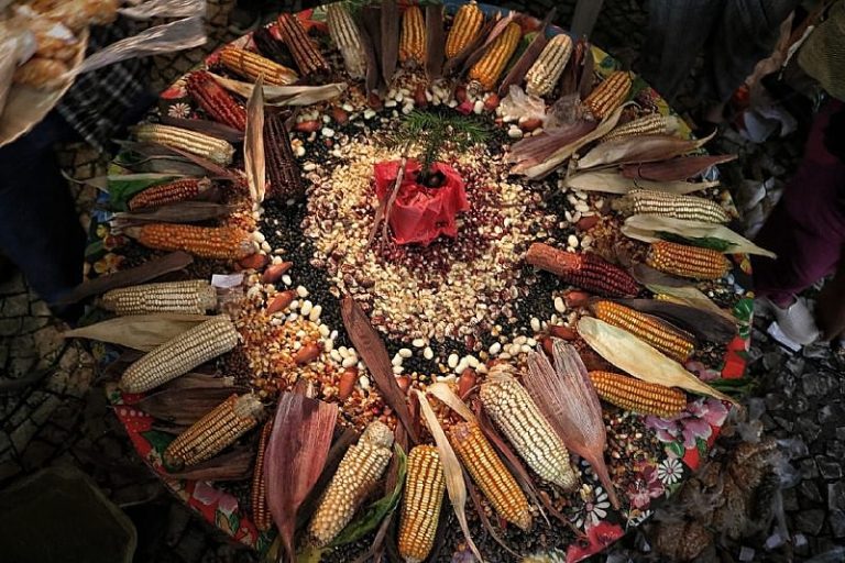 Como Identificar Sementes Crioulas Autênticas? - inspiração 2