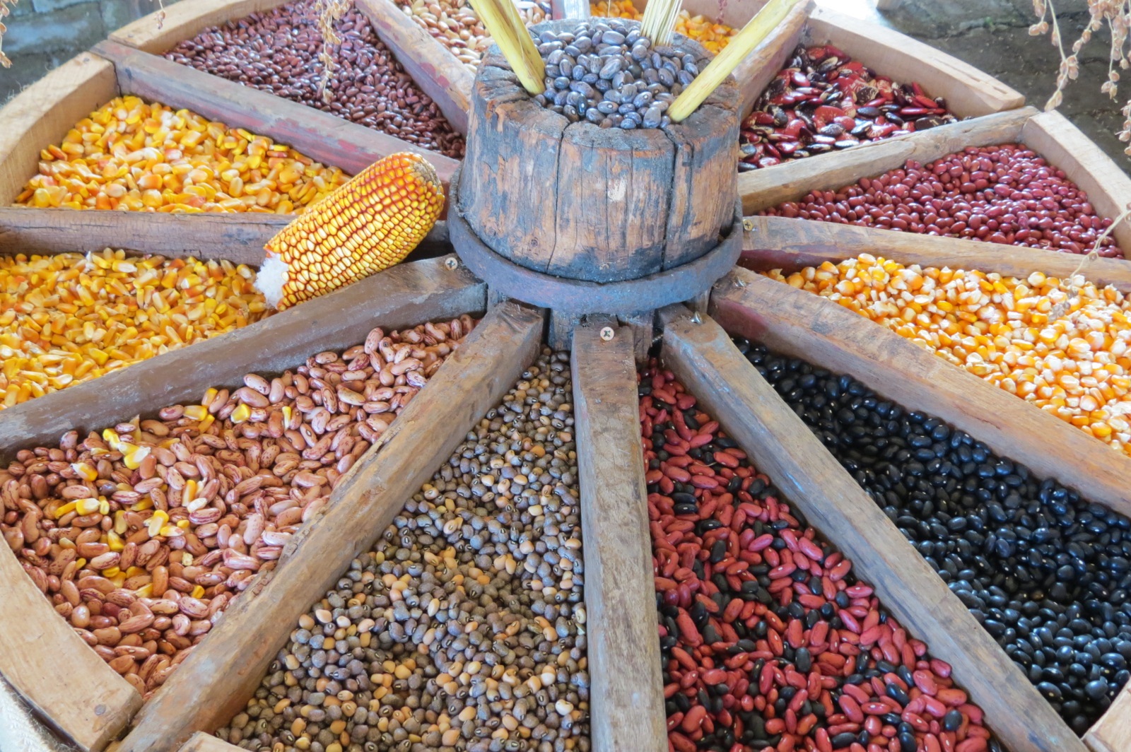 Passo a Passo para Guardar Suas Próprias Sementes Crioulas - inspiração 2