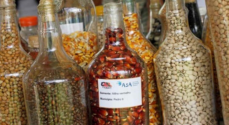 Os Sabores Esquecidos: Benefícios Nutricionais das Crioulas - inspiração 2