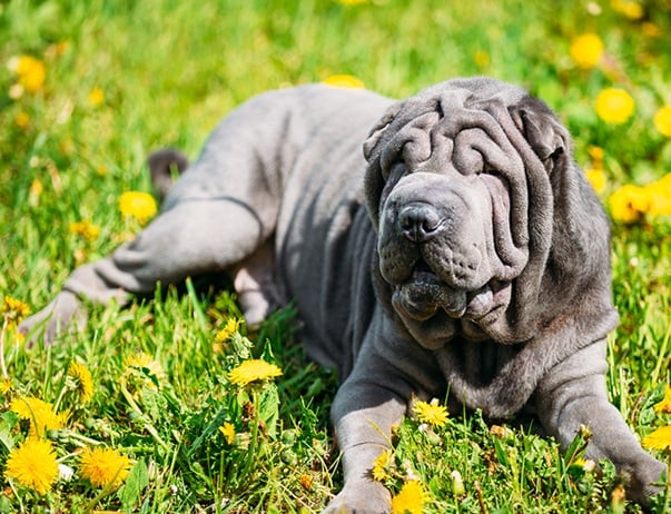 Características Físicas e o Temperamento Único