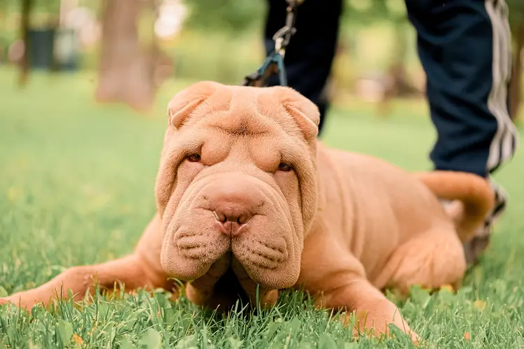 Desafios de Saúde do Shar Pei: Esteja Preparado