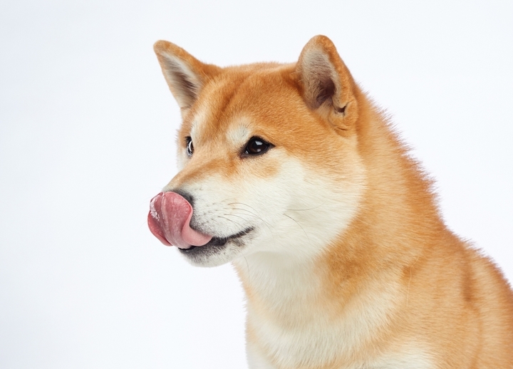 Shiba Inu: Um Companheiro Leal e Divertido Para Sua Família - inspiração 1