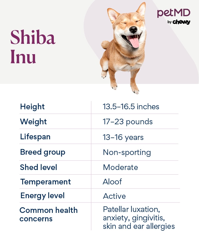 Shiba Inu: Um Companheiro Leal e Divertido Para Sua Família - inspiração 2