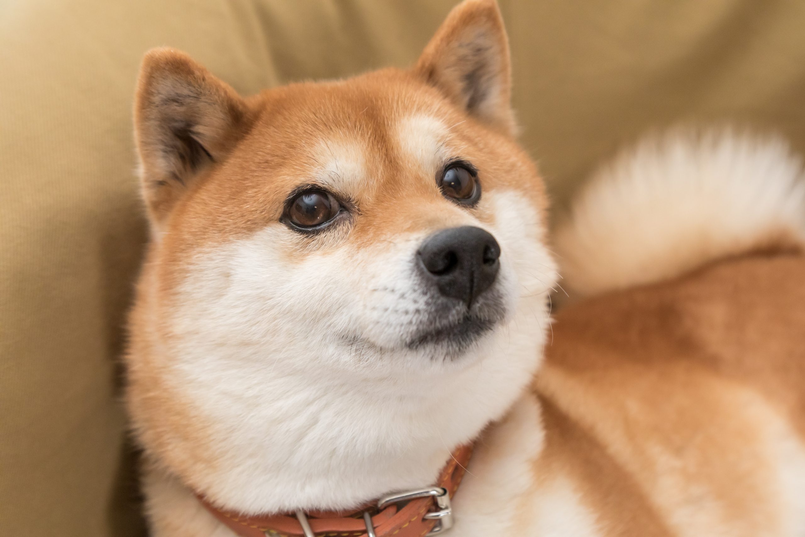 Temperamento do Shiba Inu: Personalidade Forte e Independente - inspiração 1