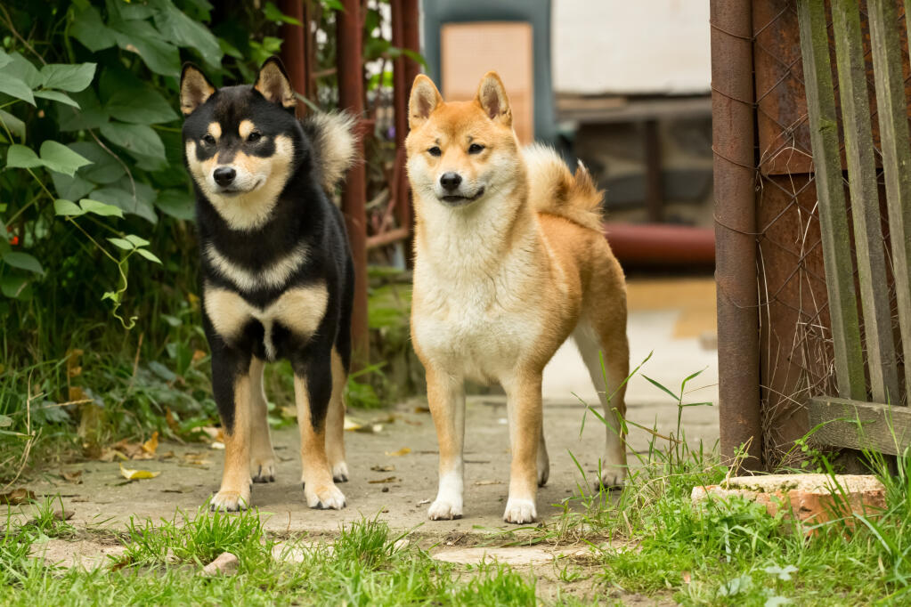 Temperamento do Shiba Inu: Personalidade Forte e Independente - inspiração 2