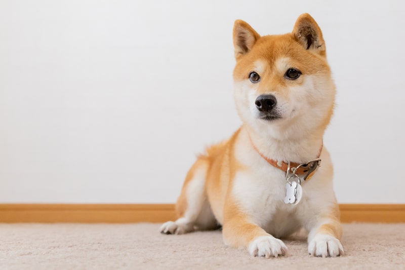 Saúde do Shiba Inu: Doenças Comuns e Prevenção - inspiração 1