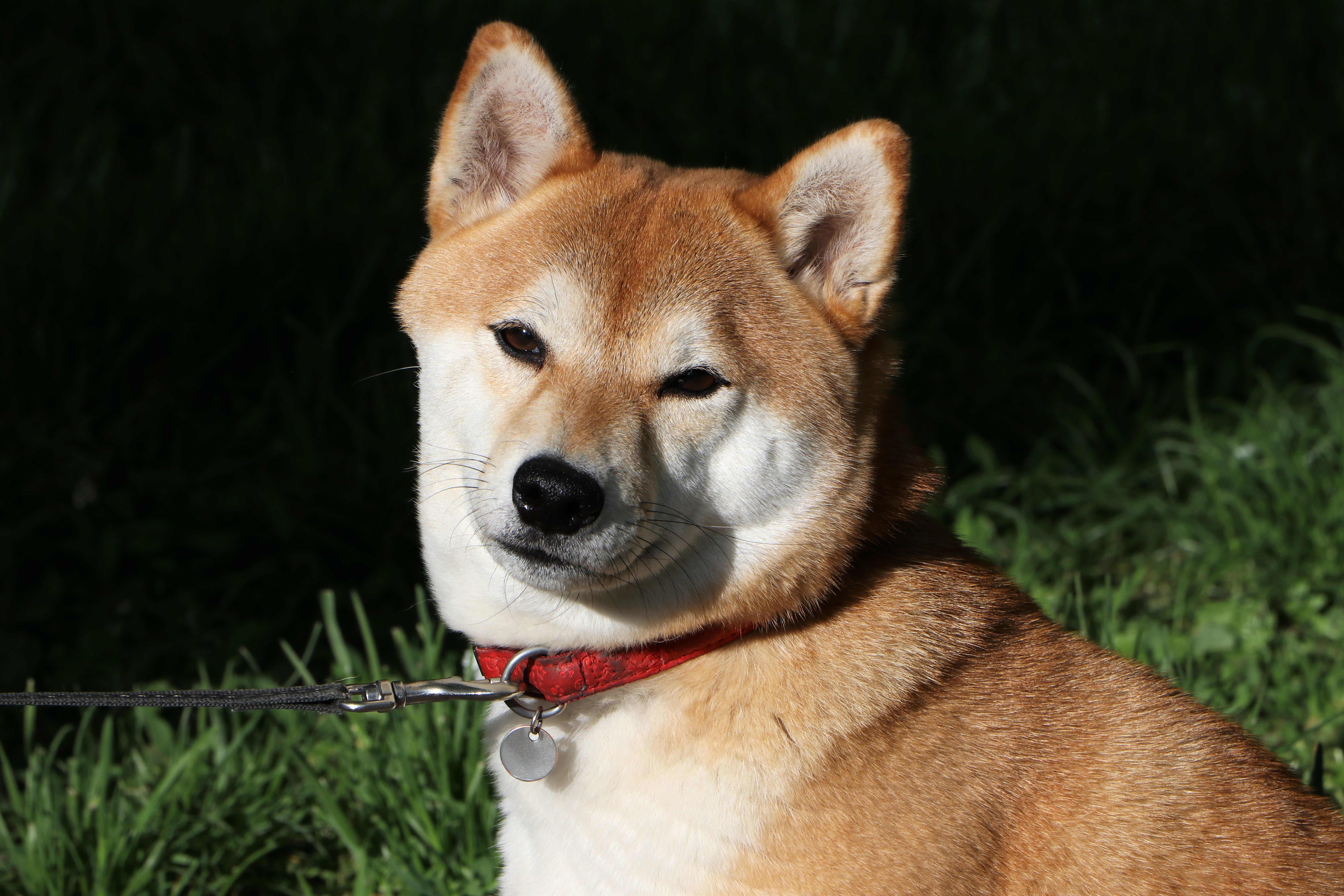 O Shiba Inu em Apartamento: É Possível? Cuidados Específicos - inspiração 1