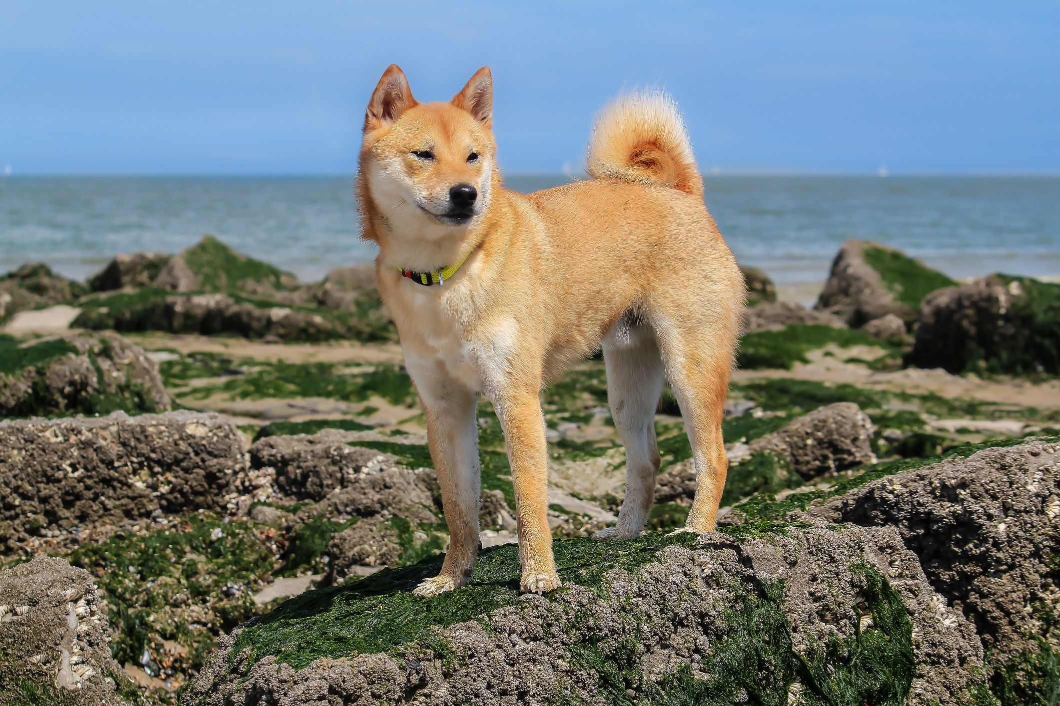 O Shiba Inu em Apartamento: É Possível? Cuidados Específicos - inspiração 2