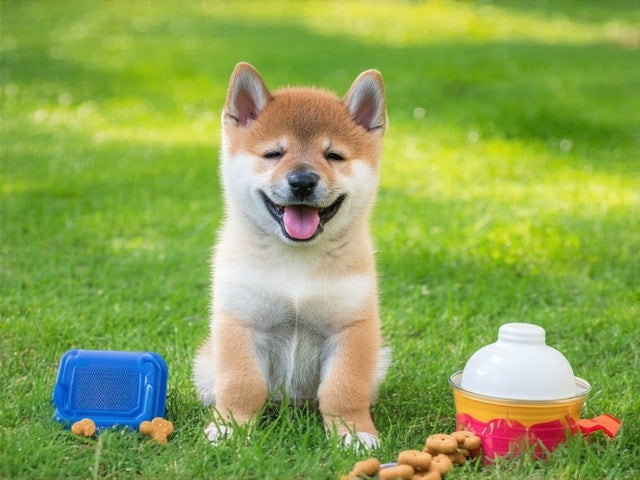 A Variação da Pelagem e Cores: Conheça as Diferenças - inspiração 1