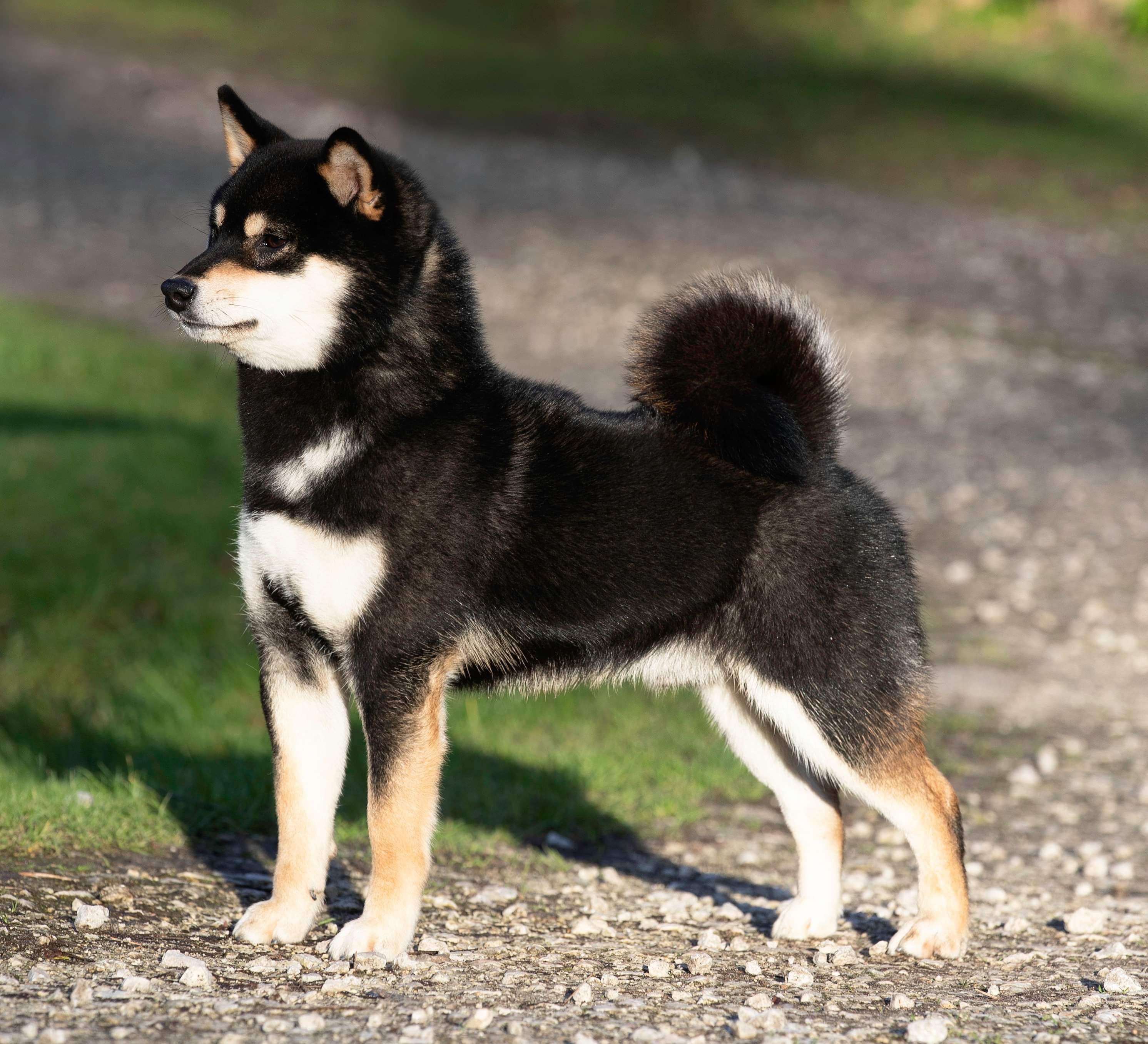 Shiba Inu vs. Outras Raças Populares: O Que Esperar? - inspiração 1