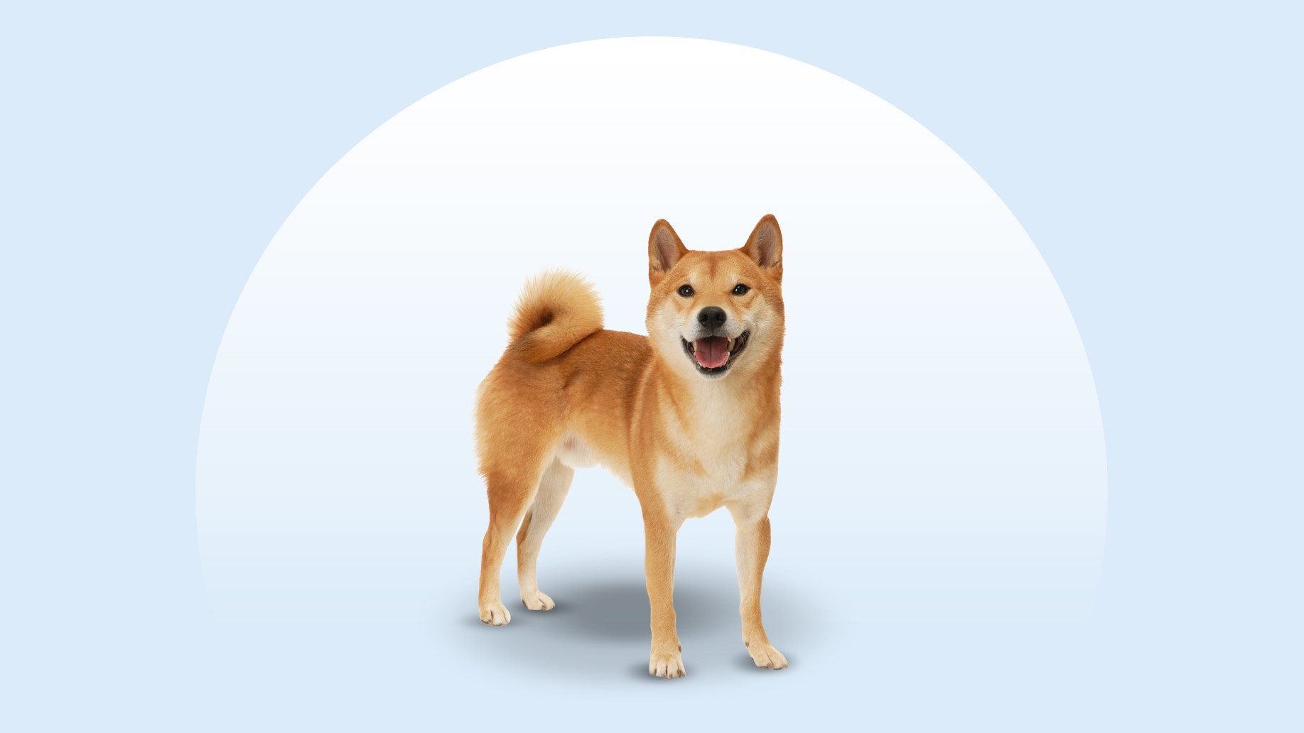 Shiba Inu vs. Outras Raças Populares: O Que Esperar? - inspiração 2