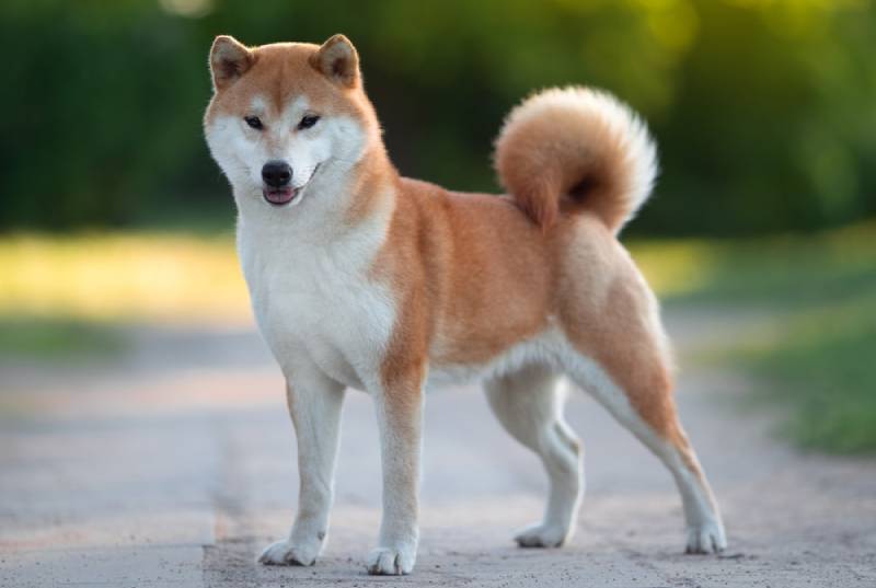 O Custo de Ter um Shiba Inu: Investimento a Longo Prazo - inspiração 1