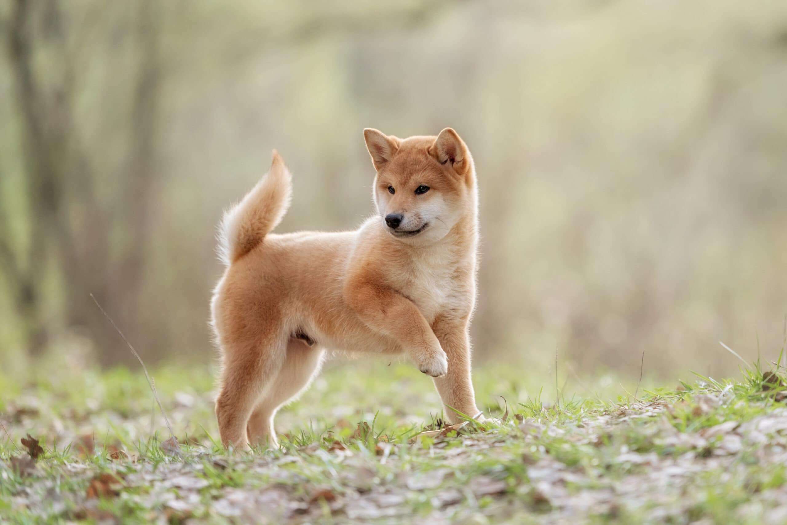 O Custo de Ter um Shiba Inu: Investimento a Longo Prazo - inspiração 2