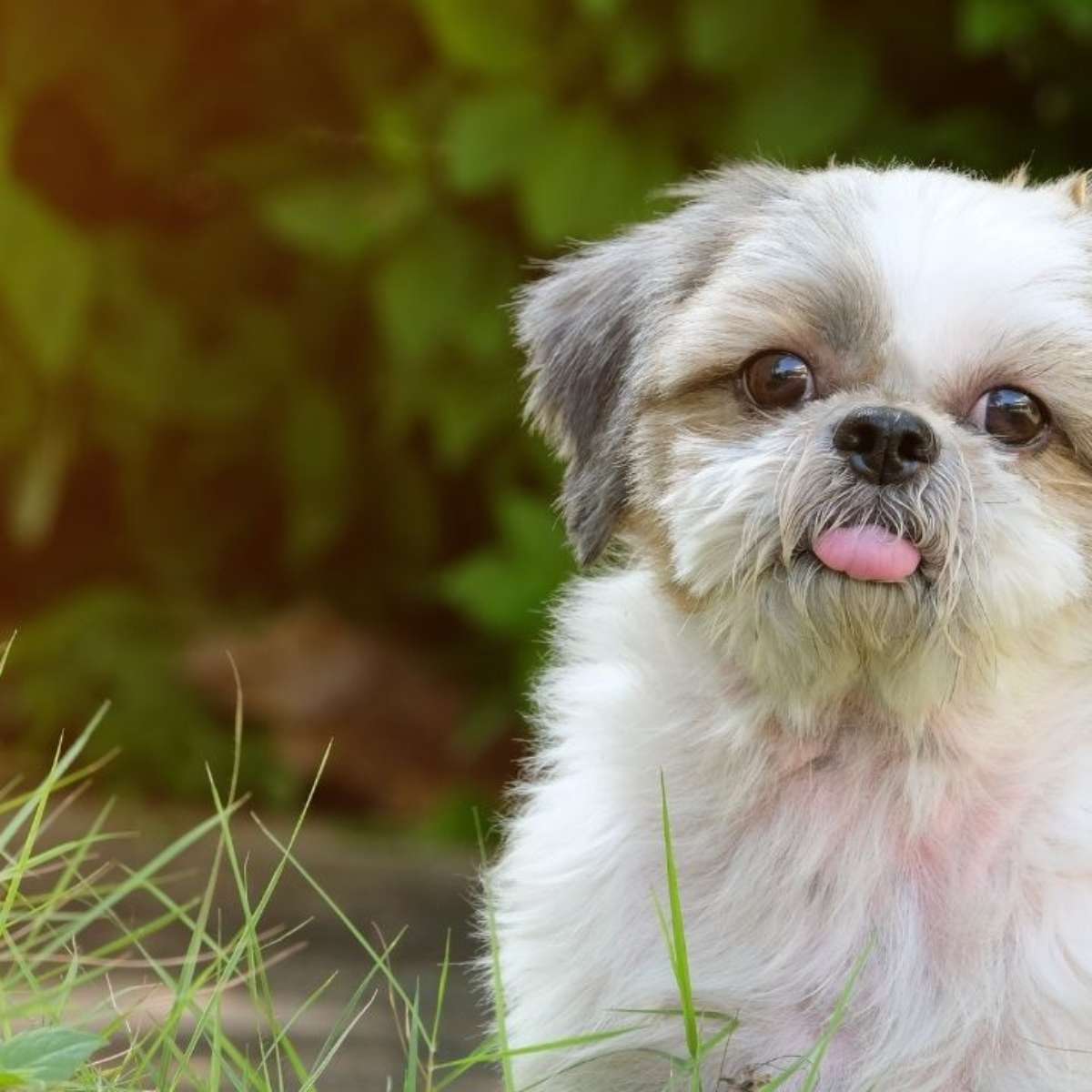 Sonhar com um Cachorro Branco Agressivo ou Assustado - inspiração 1