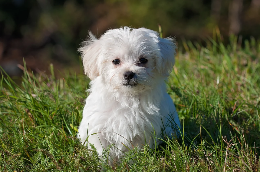 O Cachorro Branco Filhote: Novos Começos e Inocência - inspiração 1