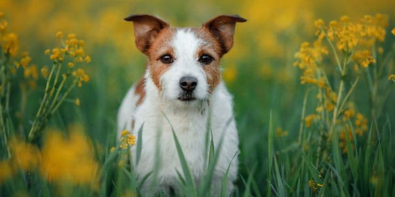 Cuidar de um Cachorro Branco em Seu Sonho - inspiração 1