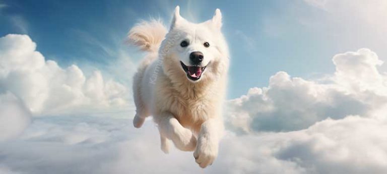 Cuidar de um Cachorro Branco em Seu Sonho - inspiração 2