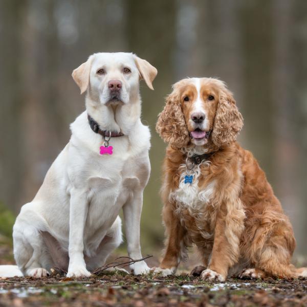 Avaliação de Comportamento: Entendendo a Personalidade do Seu Cão - inspiração 2