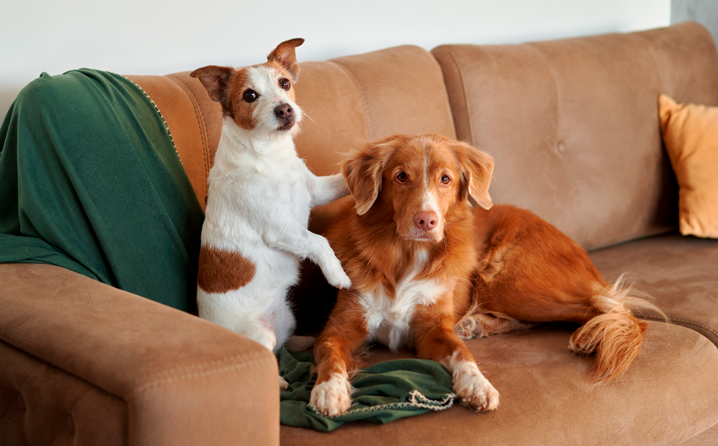 Gerenciando Interações: Sua Presença e Controle em Primeiros Encontros - inspiração 1